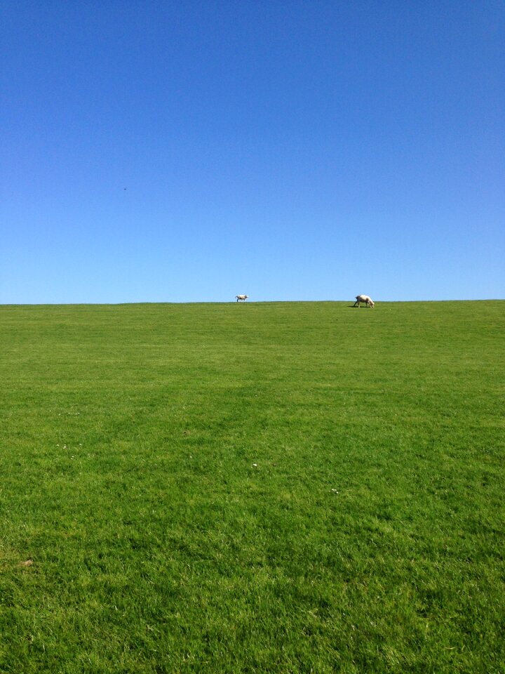 Sheep north beach horizon
