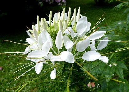 Exotic cleomaceae stamens photo