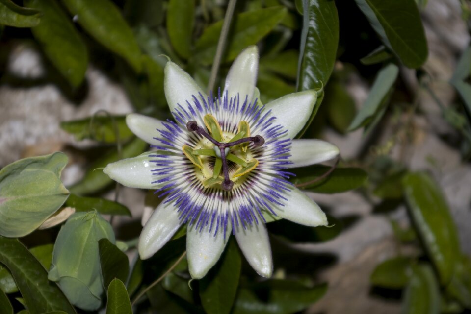 Floral botanical botany
