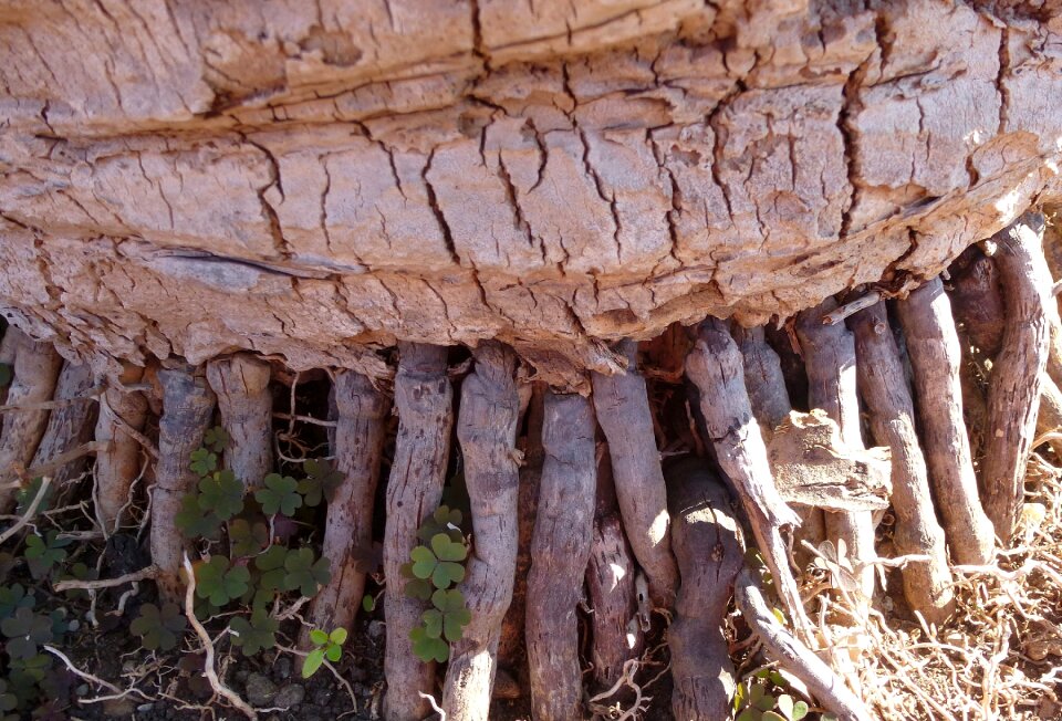 Palm tree root mediterranean palm tree