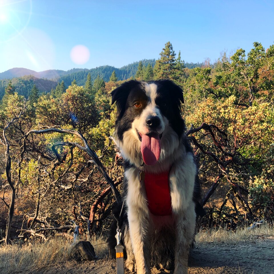 Oregon happy tongue
