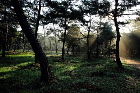Light pine forest photo