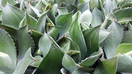 Green prickly garden