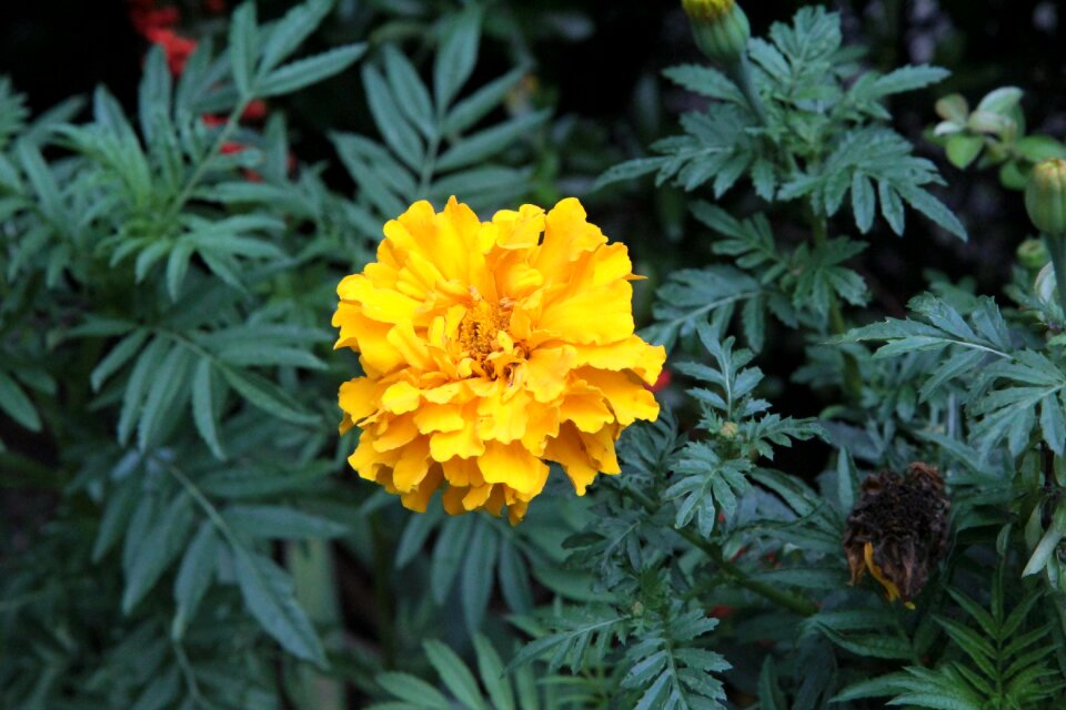 Rose of india yellow yellow flower yellow