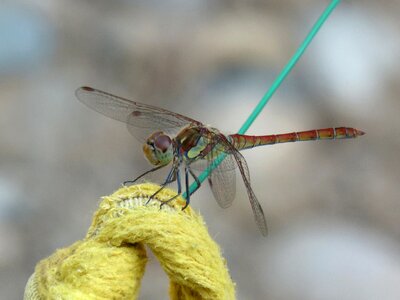 Sympetrum fonscolombii winged insect odonata photo