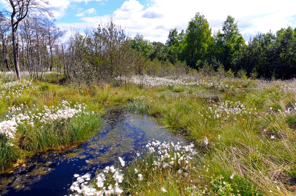 Moor diepholzer moorniederung moorland