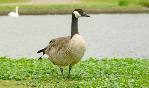 Duck bird animal