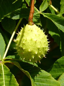 Thorny walnut spiked ball