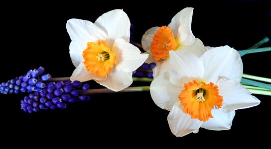 Hyacinths bulbs nature