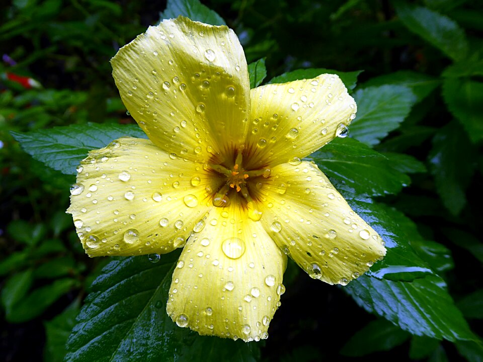 Flower yellow rain