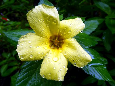 Flower yellow rain