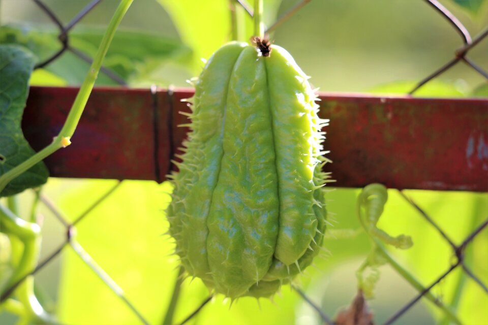 Vegetables green spines
