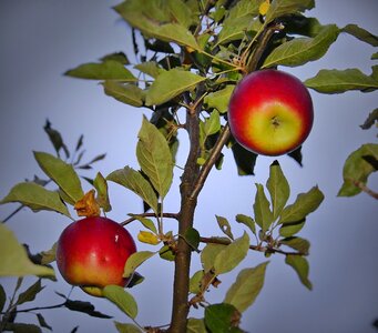 Fruit sad summer