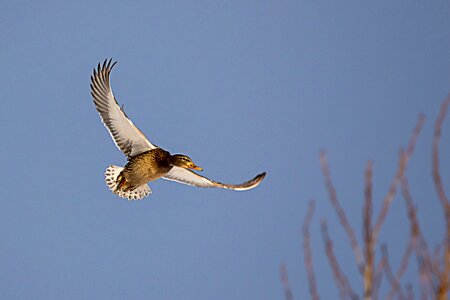Bird nature