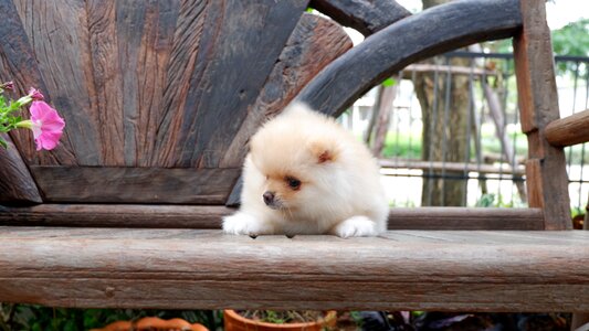 Dog lovely purebred