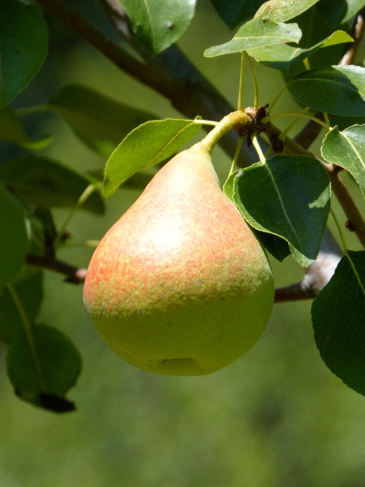 Mature healthy agriculture