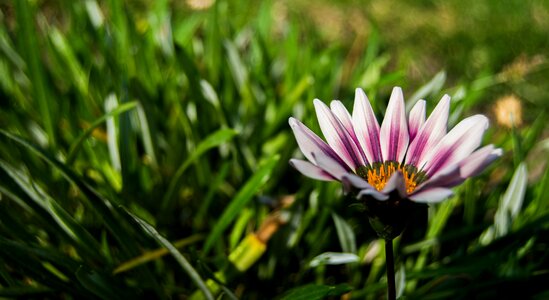 Purple summer plant