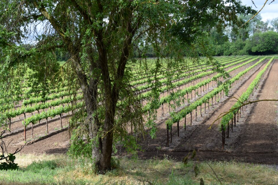 Wine winery nature