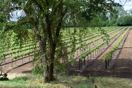Wine winery nature