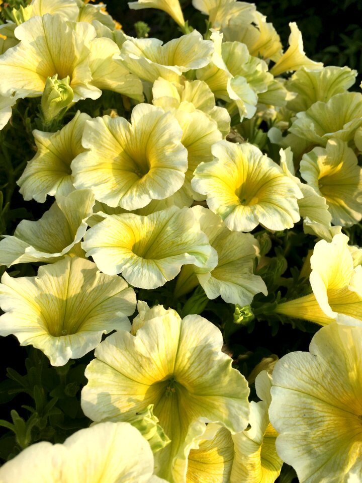 Close up petals bright