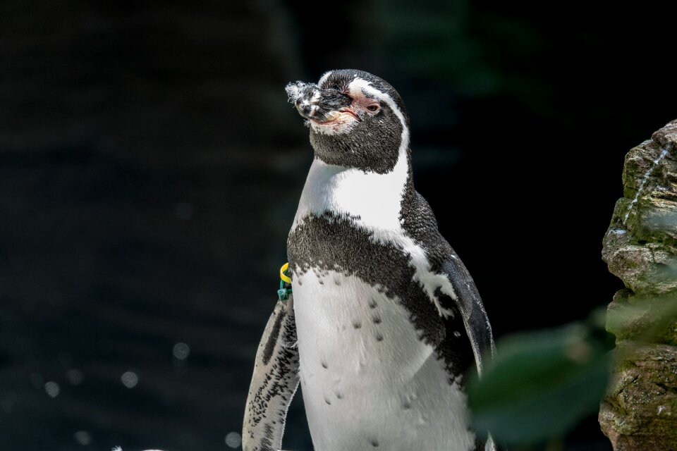 Penguin animal nature
