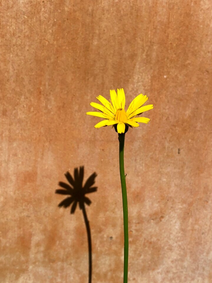 Bloom summer petals