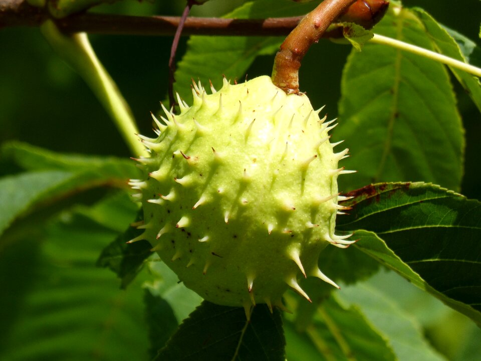 Thorny walnut spiked ball