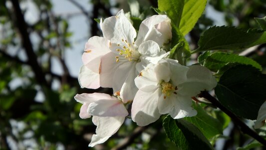 Blossom bloom cherry