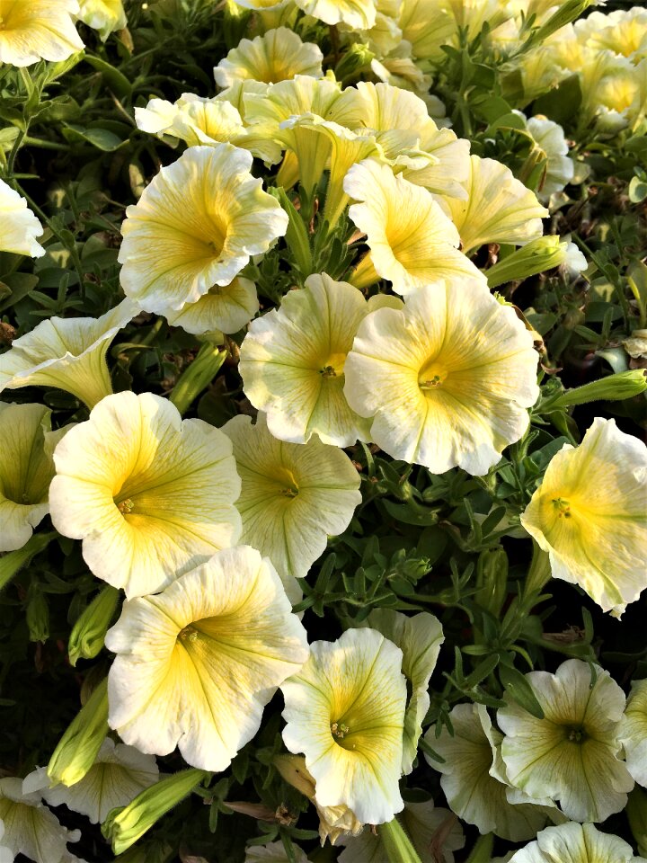 Close up petals bright