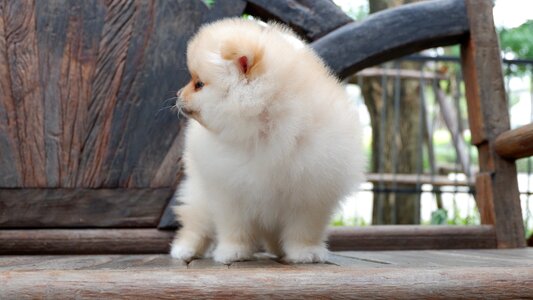 Dog lovely purebred