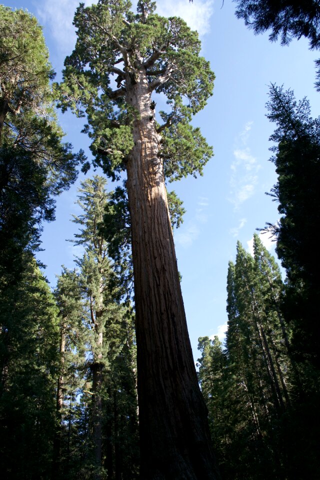 Environment tree woods