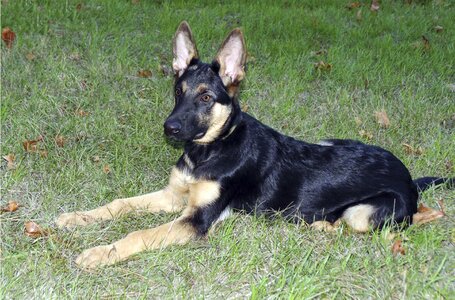 Portrait shepherd each