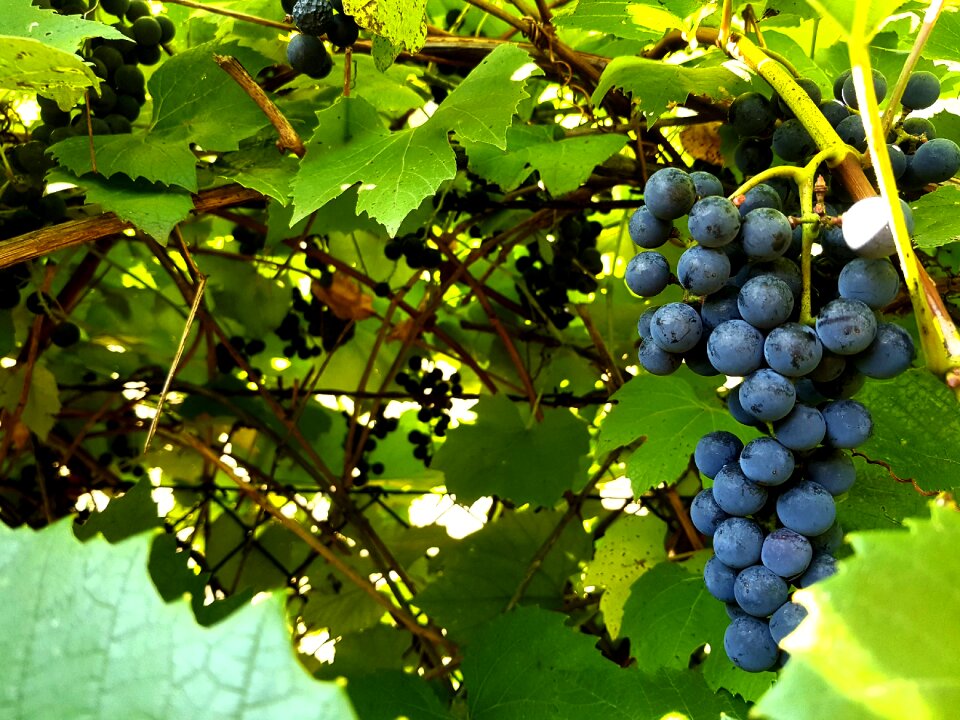 Fruit nature wine