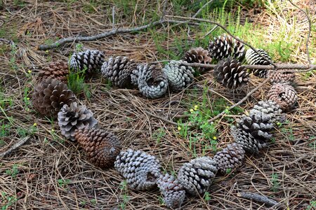 Heart nature pine