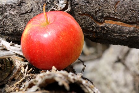 Apple tree root wood