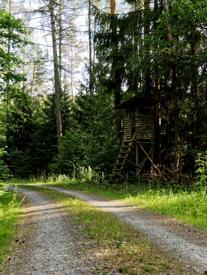 Forest trees landscape