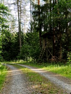 Forest trees landscape photo