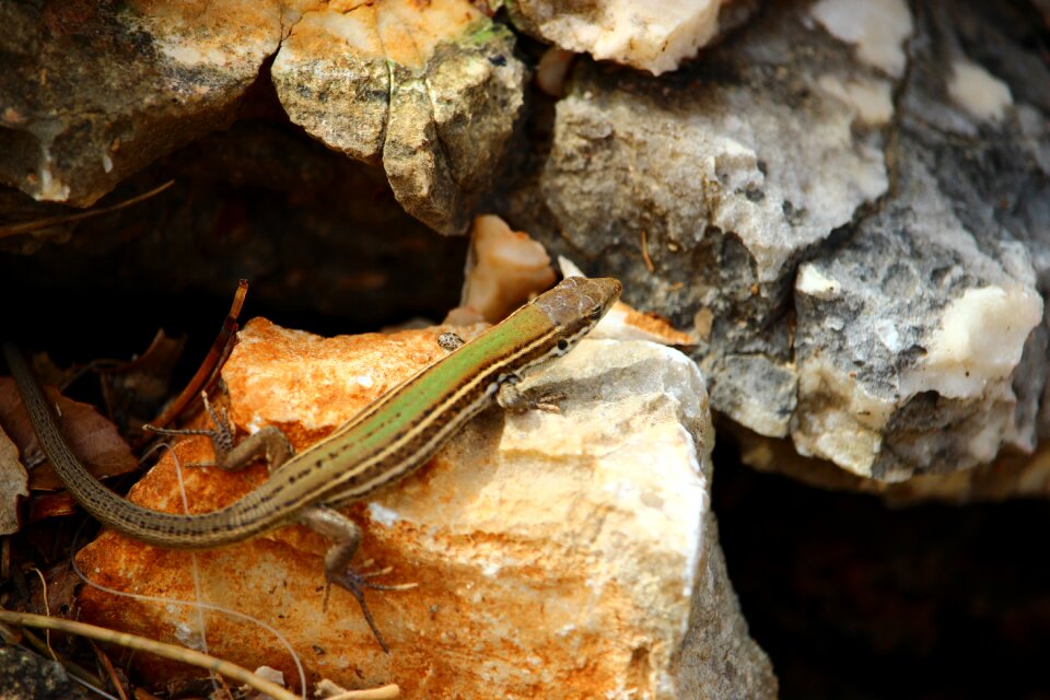 Lisard croatia wildlife