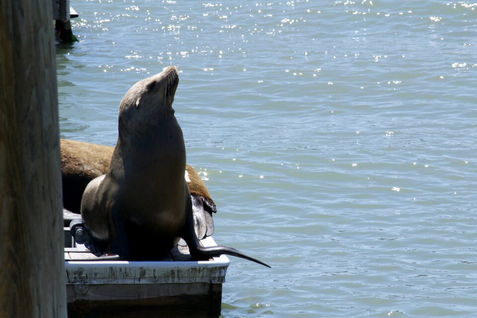Wildlife marine animal