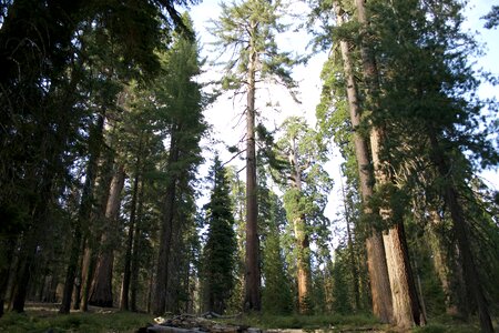 Environment tree woods