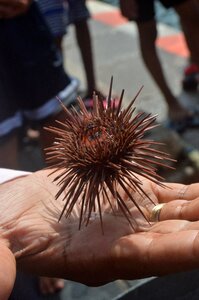 Animal marine hand