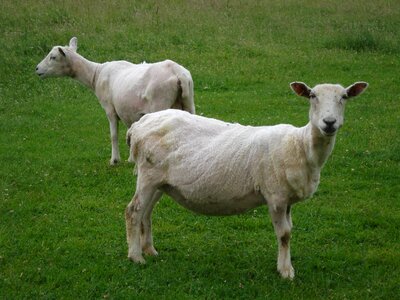Livestock animals wool