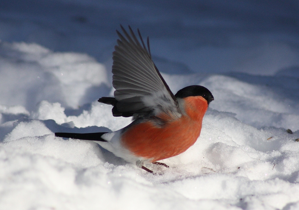 Snow nature outside