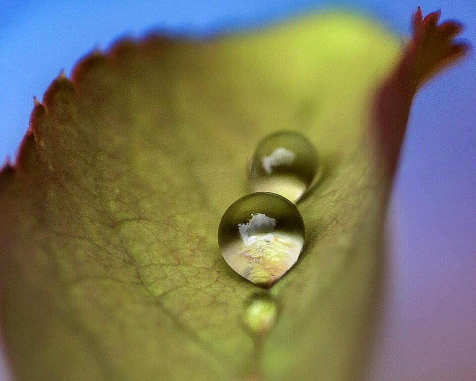 Animal spring blossom