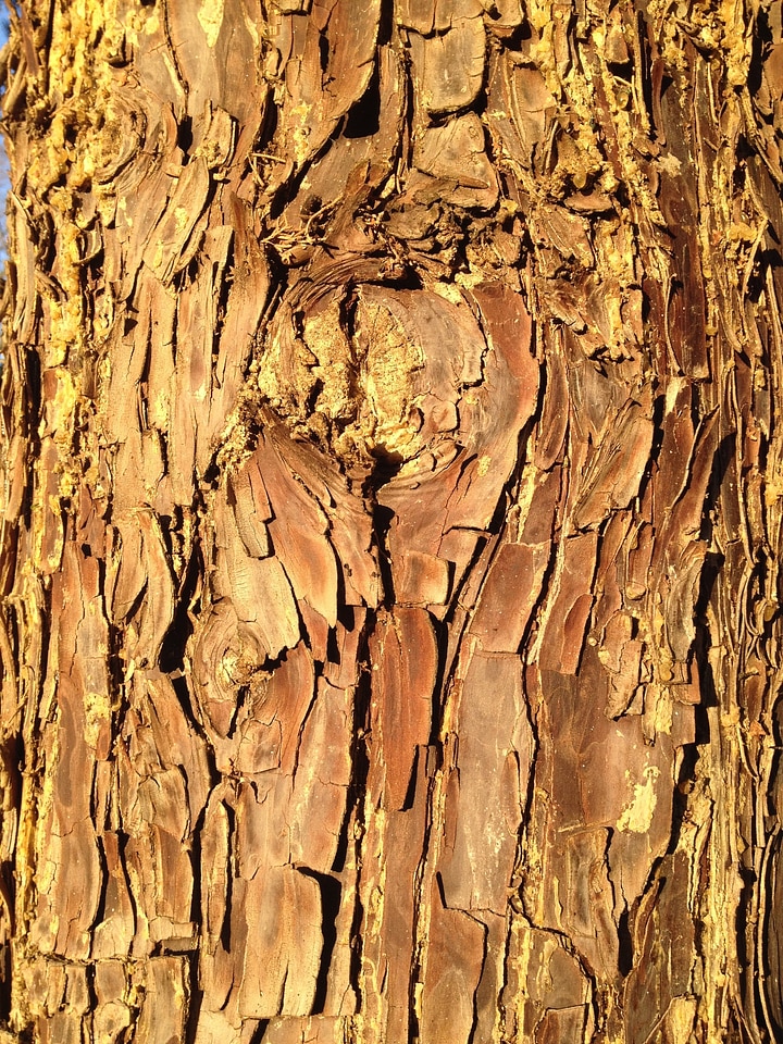 Nature wood bark light