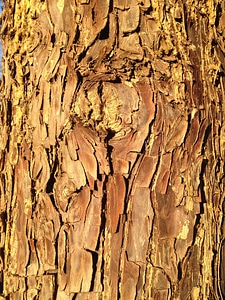 Nature wood bark light