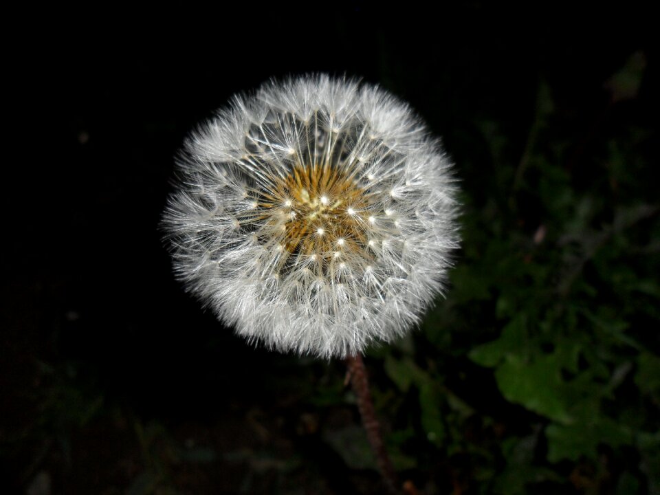 Flower dandelion nature