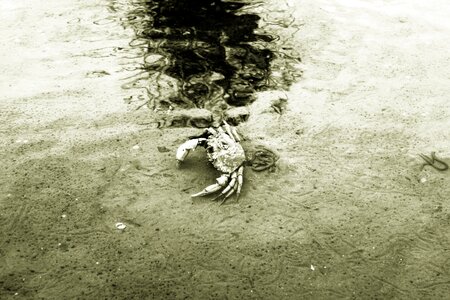 Ebb crab black and white photography photo