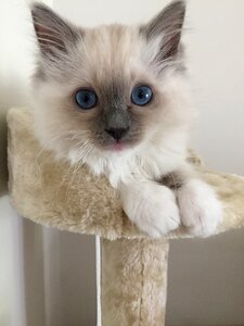 Kitten cat photo