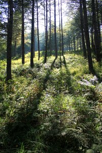 Scenery landscape green